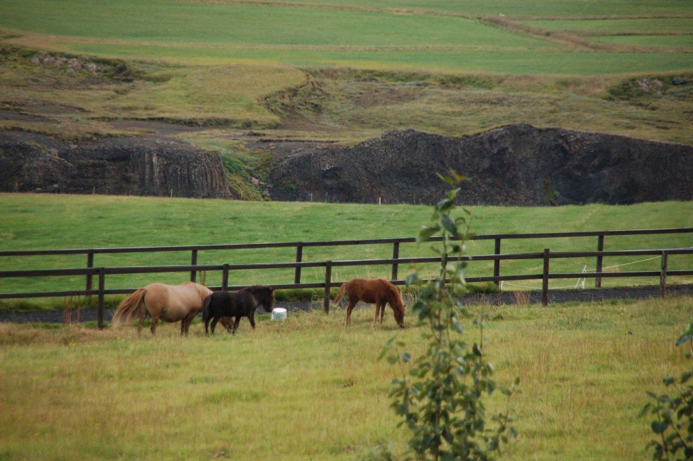 DSC_2923.jpg